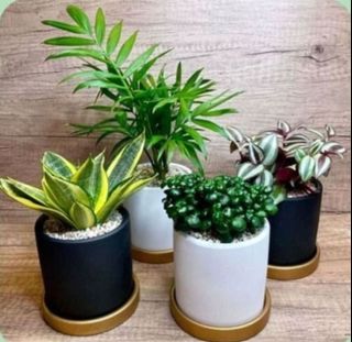 (Category: ) located in . Submitted by lushglassdoor (Listing ID 1450581067, Image 1). Description: .