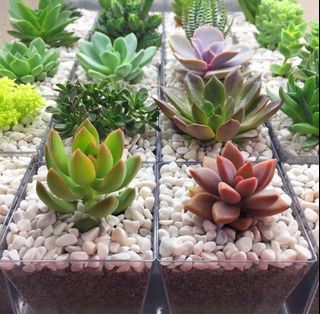 (Category: ) located in . Submitted by lushglassdoor (Listing ID 1450586686, Image 1). Description: .