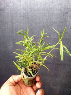 (Category: ) located in . Submitted by sindo.sg (Listing ID 1450732796, Image 1). Description: .