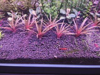 (Category: ) located in . Submitted by mdhany (Listing ID 1450686919, Image 1). Description: .