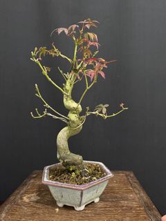 (Category: ) located in . Submitted by plants_plants (Listing ID 1450706631, Image 1). Description: .