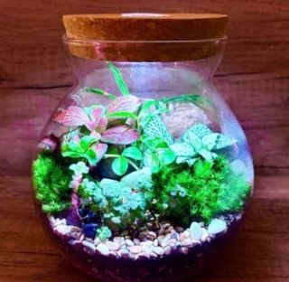 (Category: ) located in . Submitted by lushglassdoor (Listing ID 1450585003, Image 1). Description: .