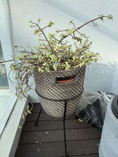 (Category: ) located in . Submitted by geome1 (Listing ID 1450630804, Image 1). Description: .