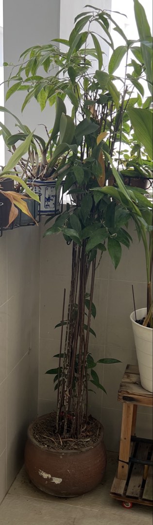(Category: ) located in . Submitted by newber (Listing ID 1450559827, Image 1). Description: .