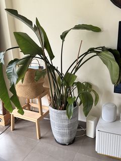 （分類：）位於 。 由 joycecccccccc 提交（商品編號 1450618897，圖片 1）。簡介： 。