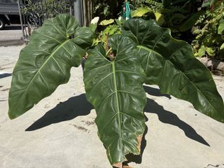 (Category: ) located in . Submitted by cyang.tree (Listing ID 1450556741, Image 1). Description: .