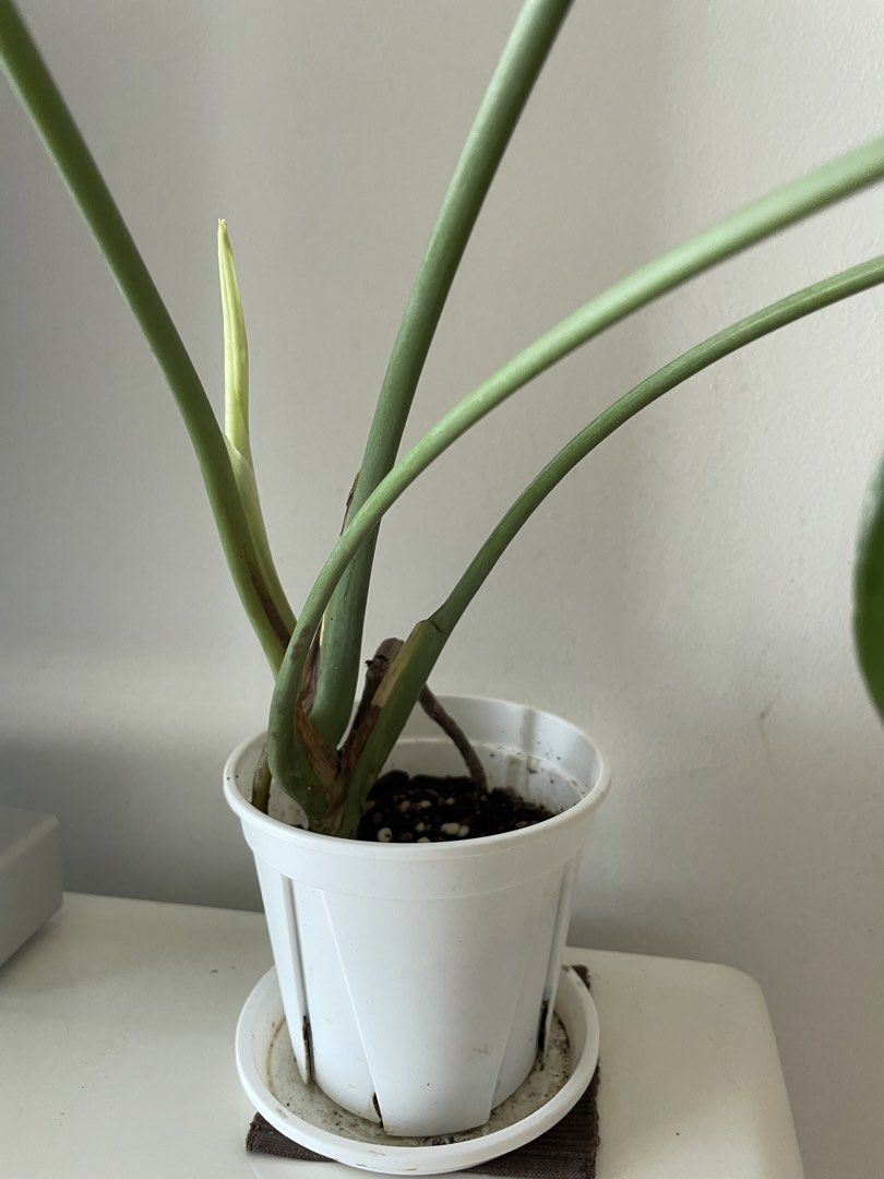 Monstera plant (Category: Plants & Seeds) located in Singapore. Submitted by llsgp (Listing ID 1450596607, Image 3). Description: - Pot size 12cm - Very healthy & well rooted - New shoot growing - Elegant white pot & bottom plate - Decor the living room, or put on TV bench just like me .