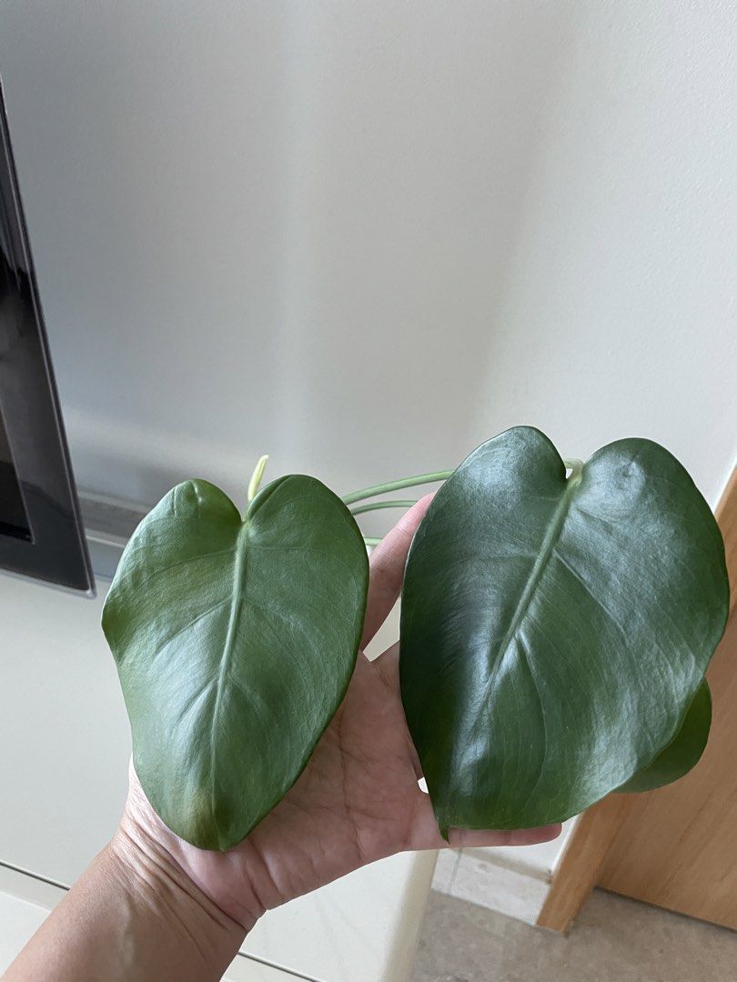 Monstera plant (Category: Plants & Seeds) located in Singapore. Submitted by llsgp (Listing ID 1450596607, Image 2). Description: - Pot size 12cm - Very healthy & well rooted - New shoot growing - Elegant white pot & bottom plate - Decor the living room, or put on TV bench just like me .