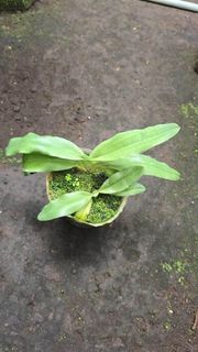(Category: ) located in . Submitted by sindo.sg (Listing ID 1450654447, Image 1). Description: .