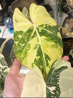 （分類：）位於 。 由 nairem_plants 提交（商品編號 1450638436，圖片 1）。簡介： 。