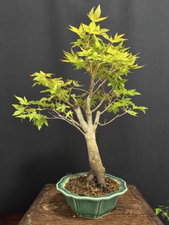 (Category: ) located in . Submitted by plants_plants (Listing ID 1450667753, Image 1). Description: .