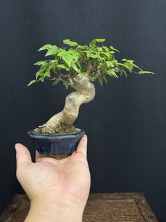 (Category: ) located in . Submitted by plants_plants (Listing ID 1450700633, Image 1). Description: .