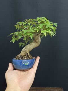 (Category: ) located in . Submitted by plants_plants (Listing ID 1450700752, Image 1). Description: .