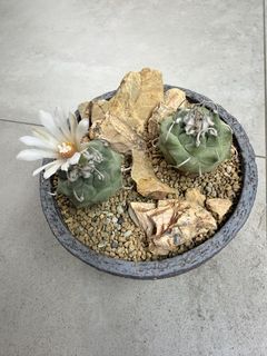(Category: ) located in . Submitted by where2find (Listing ID 1450565329, Image 1). Description: .