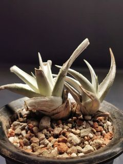 （分類：）位於 。 由 bree220 提交（商品編號 1447264714，圖片 1）。簡介： 。