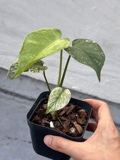 （分類：）位於 。 由 osplants 提交（商品編號 1447130475，圖片 1）。簡介： 。