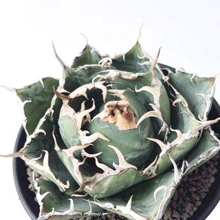 （分類：）位於 。 由 umhlaba_plants 提交（商品編號 1445666984，圖片 1）。簡介： 。