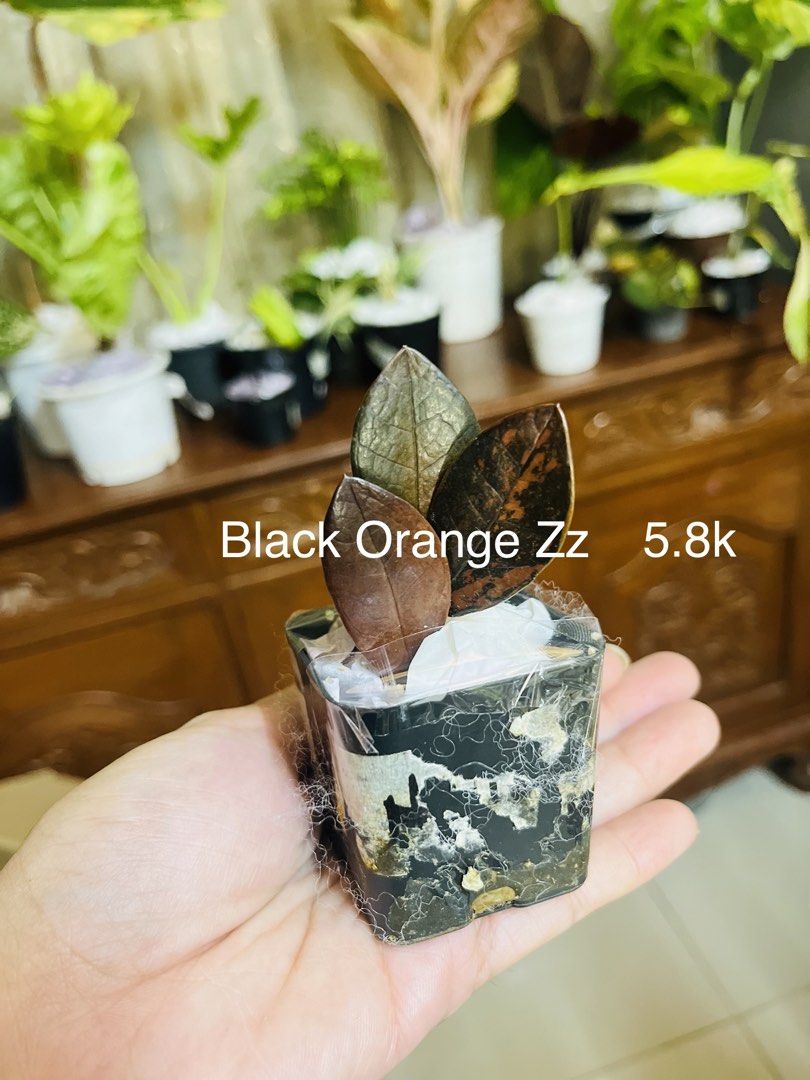 Black Orange Zz Plant rare (Category: Plants & Seeds) located in Quezon City. Submitted by imc888 (Listing ID 1447119171, Image 1). Description: - Rare Black Orange ZZ Plant - Healthy leaves with unique coloring - Comes in a small pot, ready for a new home - Ideal for plant collectors - Price: P5,800.