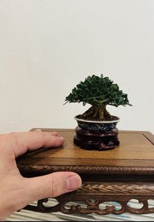 (Category: ) located in . Submitted by victorbonsai (Listing ID 1447236091, Image 1). Description: .