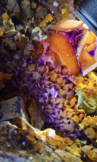 (Category: ) located in . Submitted by black_pearl (Listing ID 1447177332, Image 1). Description: .
