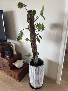 （分類：）位於 。 由 finalbottle 提交（商品編號 1447150929，圖片 1）。簡介： 。