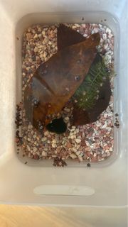 (Category: ) located in . Submitted by happygoonny8 (Listing ID 1447265875, Image 1). Description: .