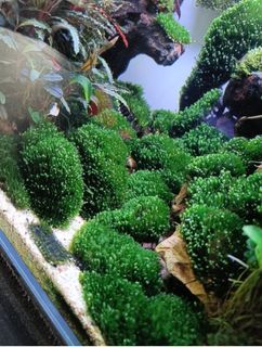(Category: ) located in . Submitted by mtlim (Listing ID 1447127564, Image 1). Description: .