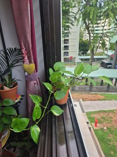 (Category: ) located in . Submitted by i_have (Listing ID 1447117255, Image 1). Description: .