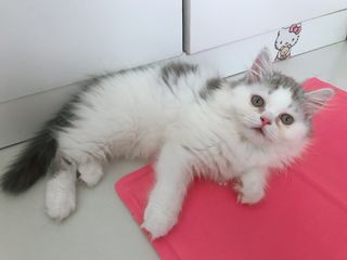 （分類：）位於 。 由 kira2003 提交（商品編號 1447194805，圖片 1）。簡介： 。