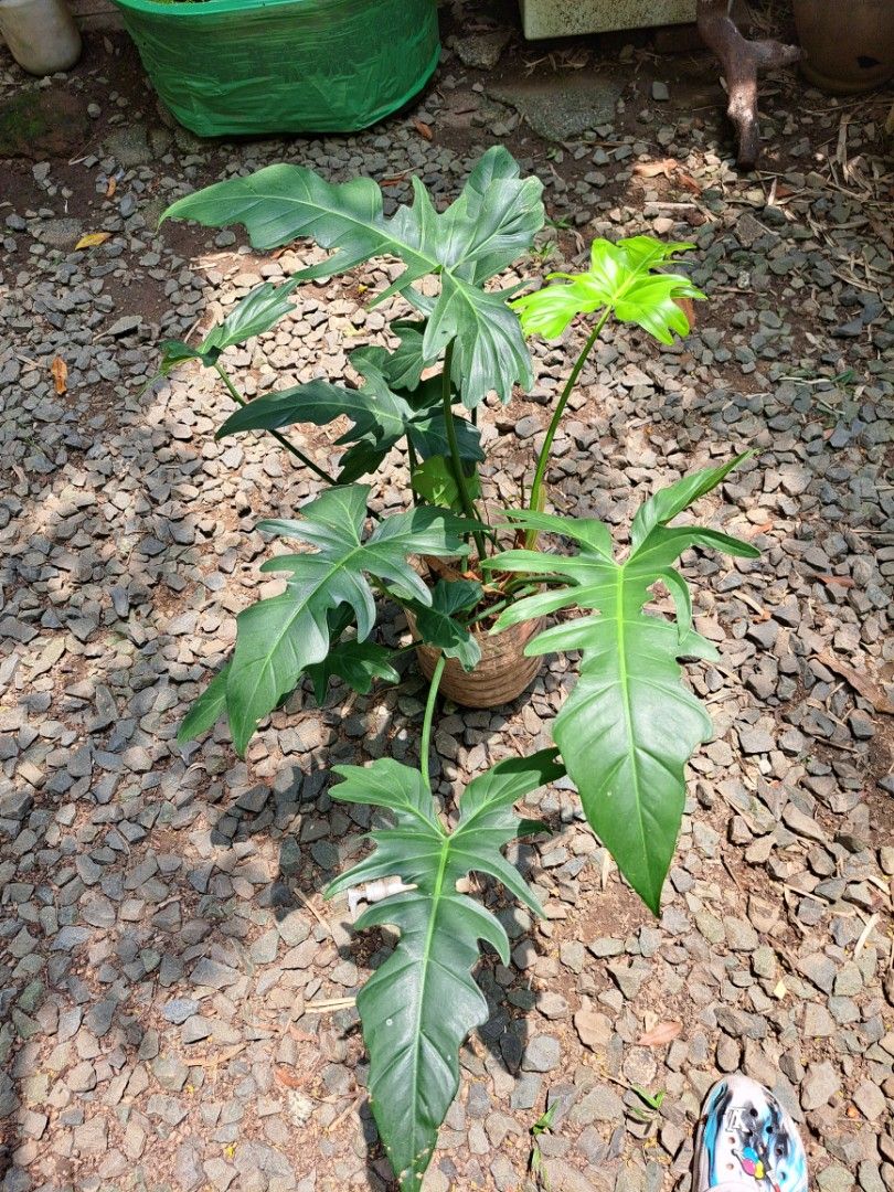 Philodendron Green dragon Plant (Category: Plants & Seeds) located in Cainta. Submitted by dhengskie (Listing ID 1447137332, Image 2). Description: - Healthy Philodendron Green dragon plant - Features large, deeply lobed leaves - Well-established and actively growing - Suitable for both indoor and outdoor spaces - Easy to care for - Ready to find its new home.
