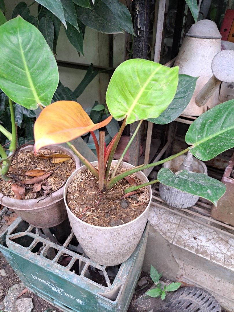 Philodendron Plant for Sale (Category: Plants & Seeds) located in Cainta. Submitted by dhengskie (Listing ID 1447136853, Image 1). Description: - Healthy Philodendron plant - Comes in a pot - Striking mix of orange-yellow and deep green leaves - Well-established root system - Easy to care for - Perfect for adding a tropical feel to your space - Ready for its new home.