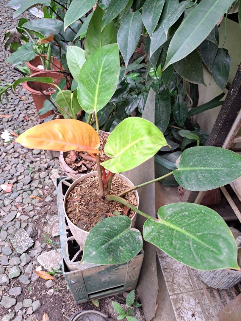 Philodendron Plant for Sale (Category: Plants & Seeds) located in Cainta. Submitted by dhengskie (Listing ID 1447136853, Image 2). Description: - Healthy Philodendron plant - Comes in a pot - Striking mix of orange-yellow and deep green leaves - Well-established root system - Easy to care for - Perfect for adding a tropical feel to your space - Ready for its new home.