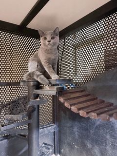 (Kategori: ) berada di . Dikirim oleh dr.petpaws (ID iklan 1447283063, Gambar 1). Deskripsi: .