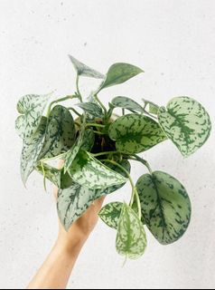 （分類：）位於 。 由 greennook 提交（商品編號 1447119456，圖片 1）。簡介： 。