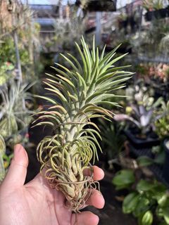 Tillandsia Ionantha ball clump hanging, Furniture & Home Living
