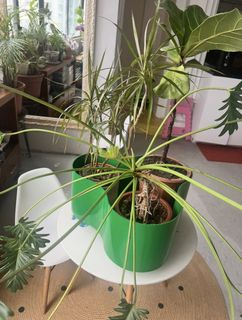 （分類：）位於 。 由 necheverri 提交（商品編號 1447164239，圖片 1）。簡介： 。
