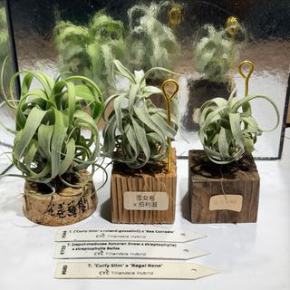 （分類：）位於 。 由 hkplanta 提交（商品編號 1450896937，圖片 1）。簡介： 。