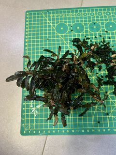（分類：）位於 。 由 5d5d5d 提交（商品編號 1450781141，圖片 1）。簡介： 。