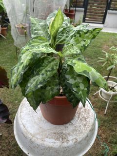 (Category: ) located in . Submitted by definitelytoomanyplants (Listing ID 1450828690, Image 1). Description: .
