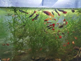 (Category: ) located in . Submitted by Vonnnb (Listing ID 1450933177, Image 1). Description: .
