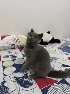 (Kategori: ) berada di . Dikirim oleh chejasmine_ (ID iklan 1450842221, Gambar 1). Deskripsi: .