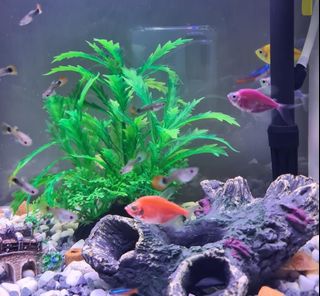 (Category: ) located in . Submitted by lelongchap (Listing ID 1450770692, Image 1). Description: .
