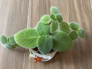（分類：）位於 。 由 nblythe 提交（商品編號 1450823733，圖片 1）。簡介： 。