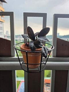 (Category: ) located in . Submitted by fizza_hut (Listing ID 1450807932, Image 1). Description: .