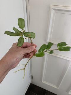 (Category: ) located in . Submitted by joanne.houseplants (Listing ID 1450751340, Image 1). Description: .