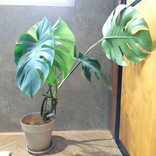 (Category: ) located in . Submitted by lokitai (Listing ID 1450862548, Image 1). Description: .