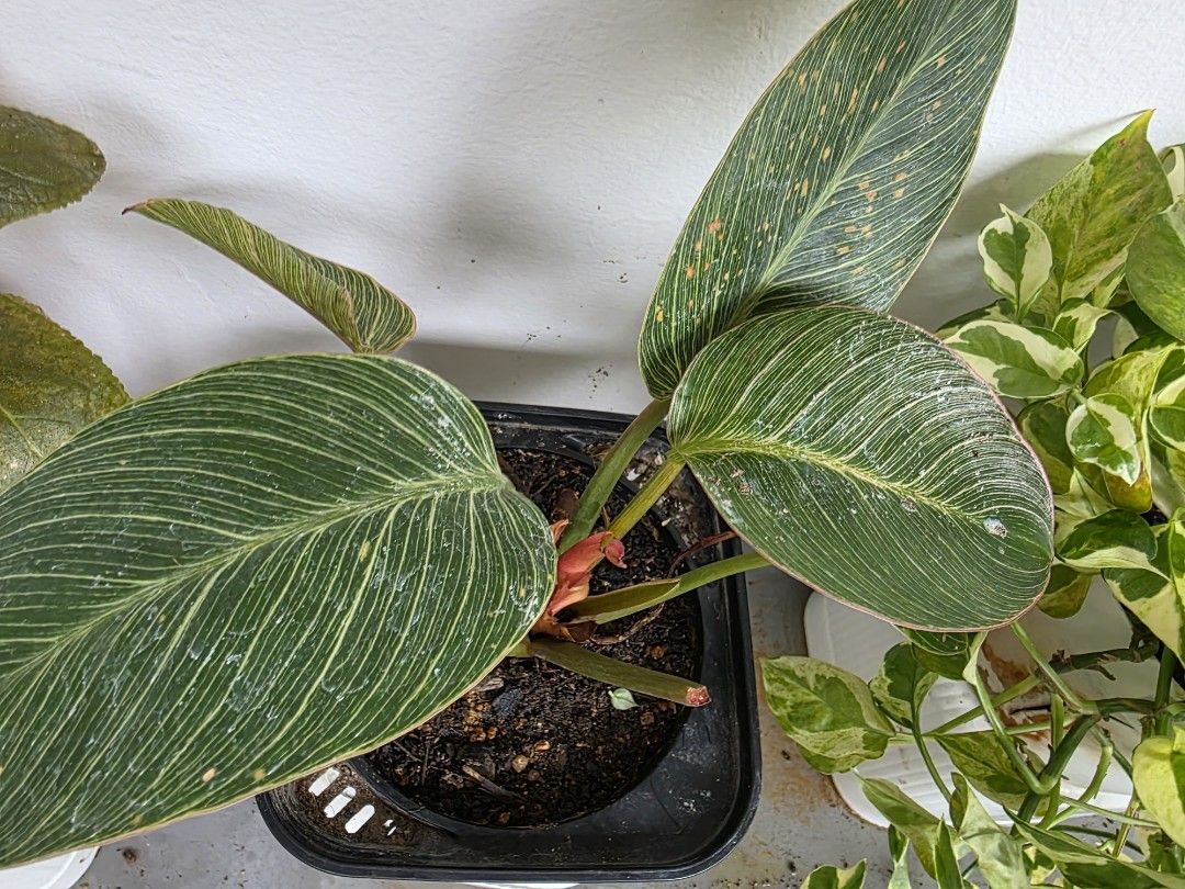 philodendron birkin (Category: Plants & Seeds) located in Singapore. Submitted by kcguni (Listing ID 1450737391, Image 1). Description: Planted in adroid soil. price includes a practical white pot for drainage. Easy to maintain. Shaded Sunlight for the leaves to have white strips!.
