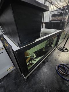 (Category: ) located in . Submitted by aquariumman (Listing ID 1450853706, Image 1). Description: .