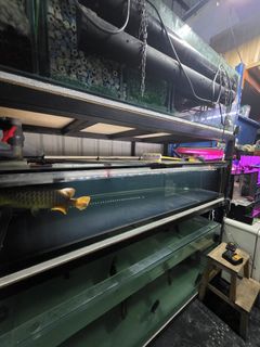 (Category: ) located in . Submitted by aquariumman (Listing ID 1450842031, Image 1). Description: .