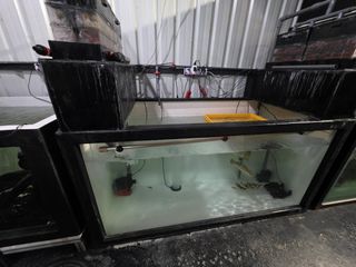 (Category: ) located in . Submitted by aquariumman (Listing ID 1450852794, Image 1). Description: .